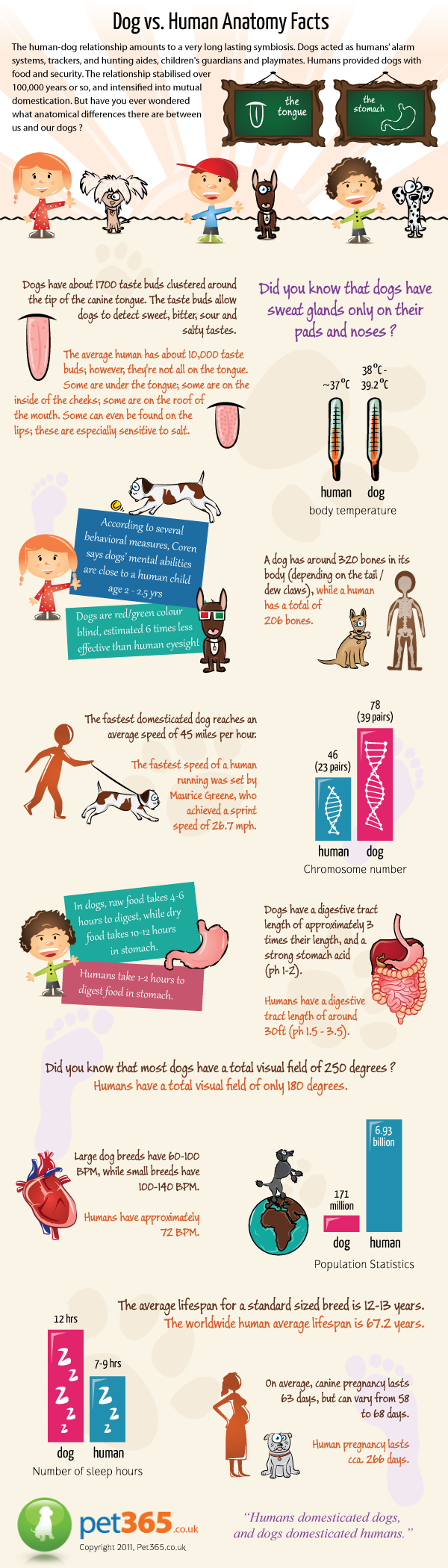 Dog vs Human Anatomy Fact