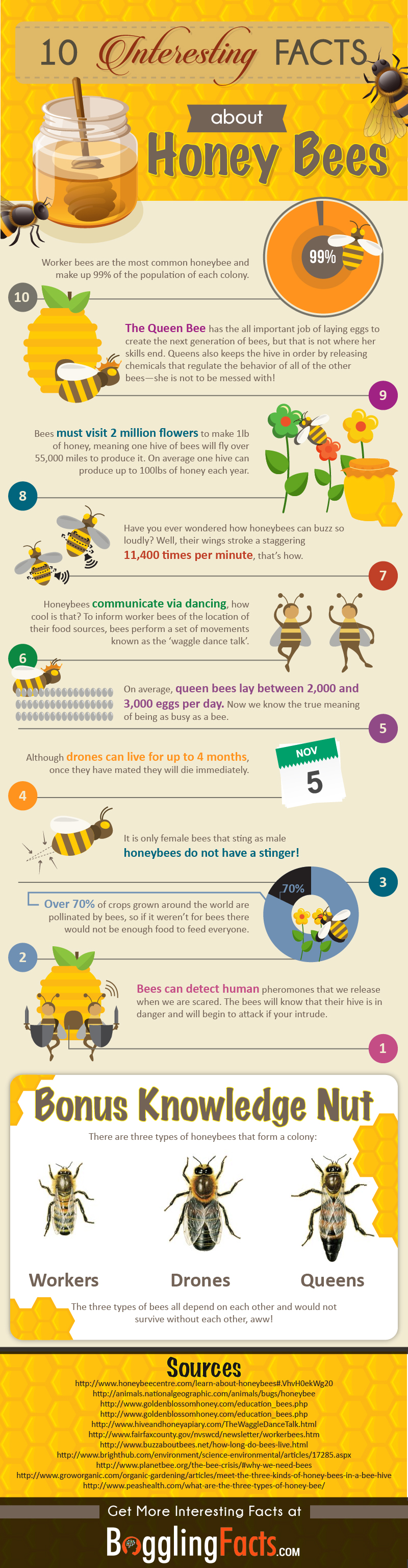 10 Fascinating Honey Bee Facts You Didn t Know Infographic 