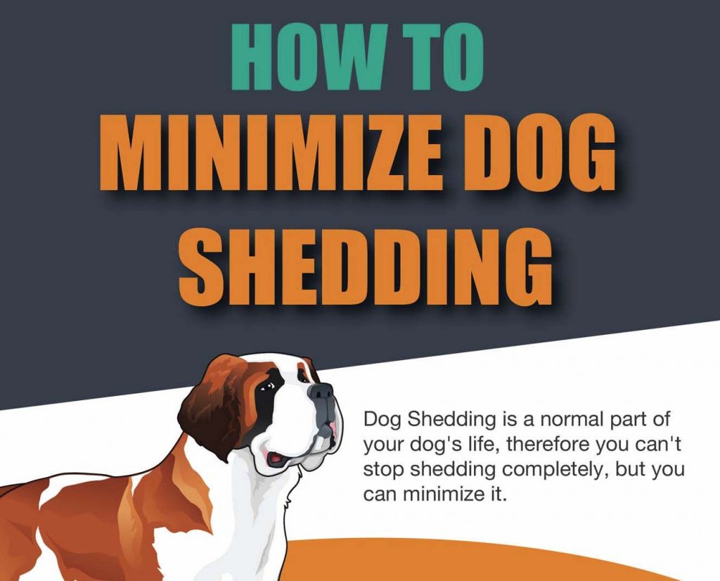 How to Stop and Minimize Dog Shedding [Infographic]