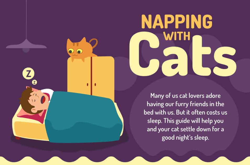 Napping With Cats [Infographic]