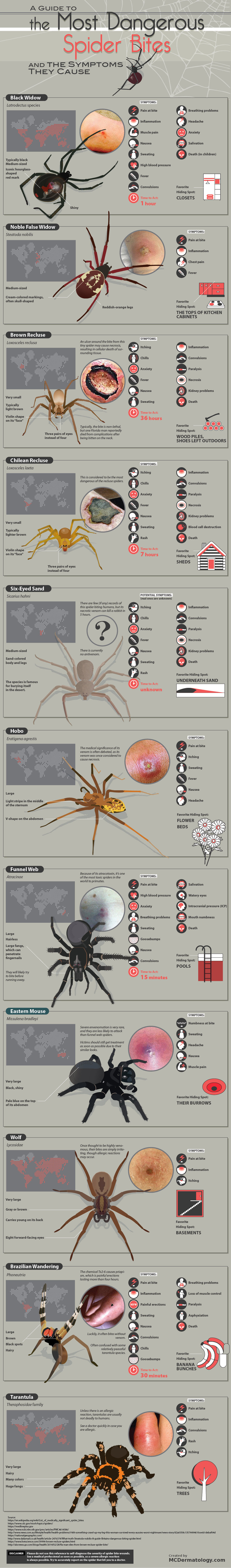 The Most Dangerous Spider Bites & Symptoms They Cause [Infographic]