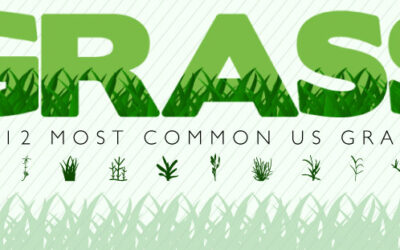The 12 Most Common U.S. Grasses