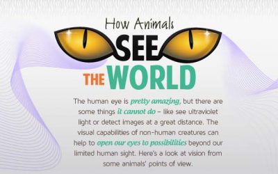 How Animals See the World