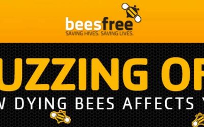 Buzzing Off: How Dying Bees Affect You