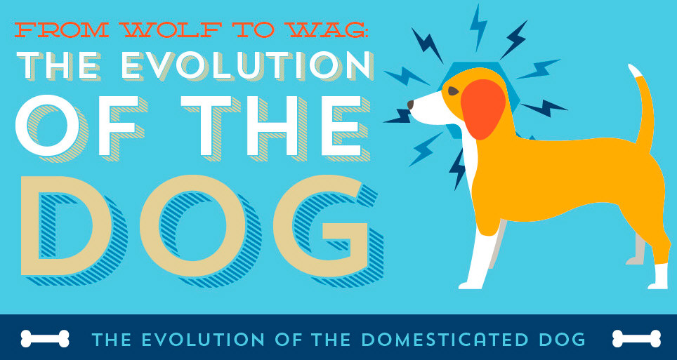 From Wolf to Wag: The Evolution of The Dog