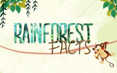 Rainforest Facts