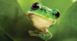 Loss of Biodiversity