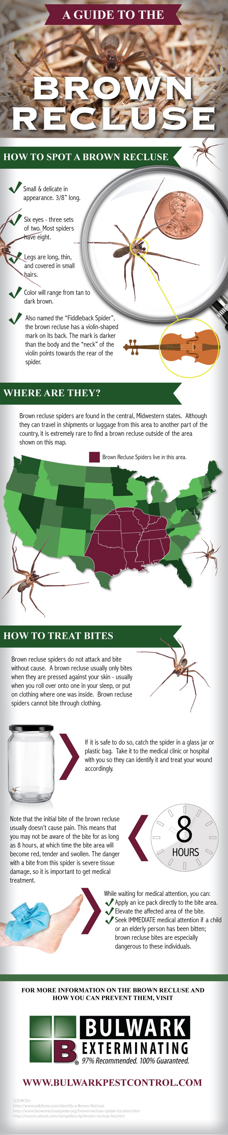 A Guide to the Brown Recluse Spider