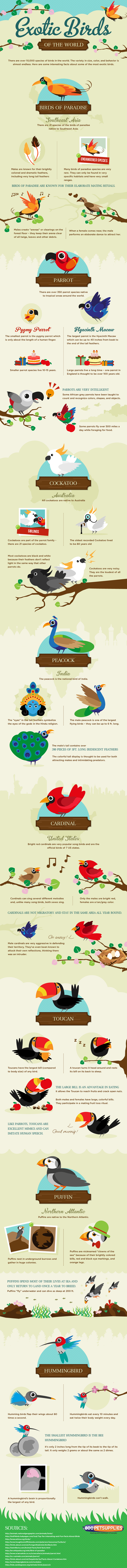 The-most-exotic-birds-infographic-757[1]