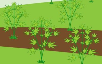 Safe Marijuana Cultivation