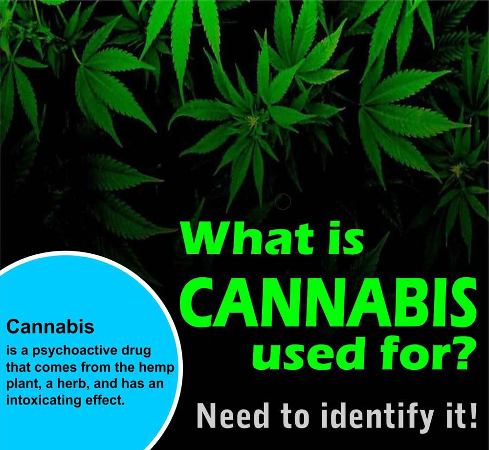 What Is Cannabis Used For?