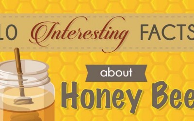 10 Fascinating Honey Bee Facts You Didn’t Know