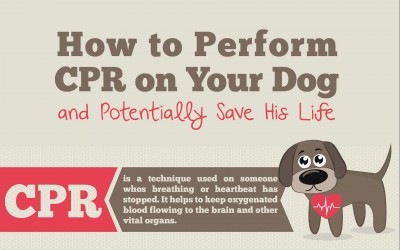 How to Perform CPR on Your Dog