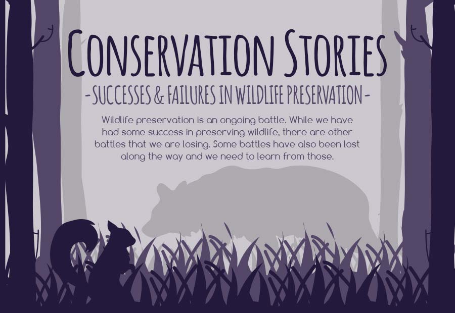 conservation-stories-successes-failures-in-wildlife-preservation