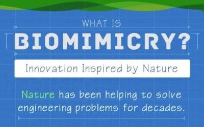 What is Biomimicry? Innovation Inspired by Nature