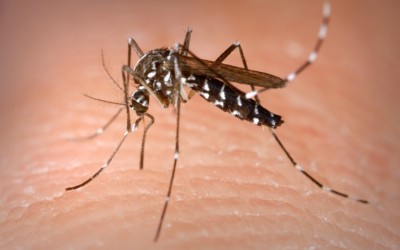 Ultimate Guide to Protection Against Mosquito Bites