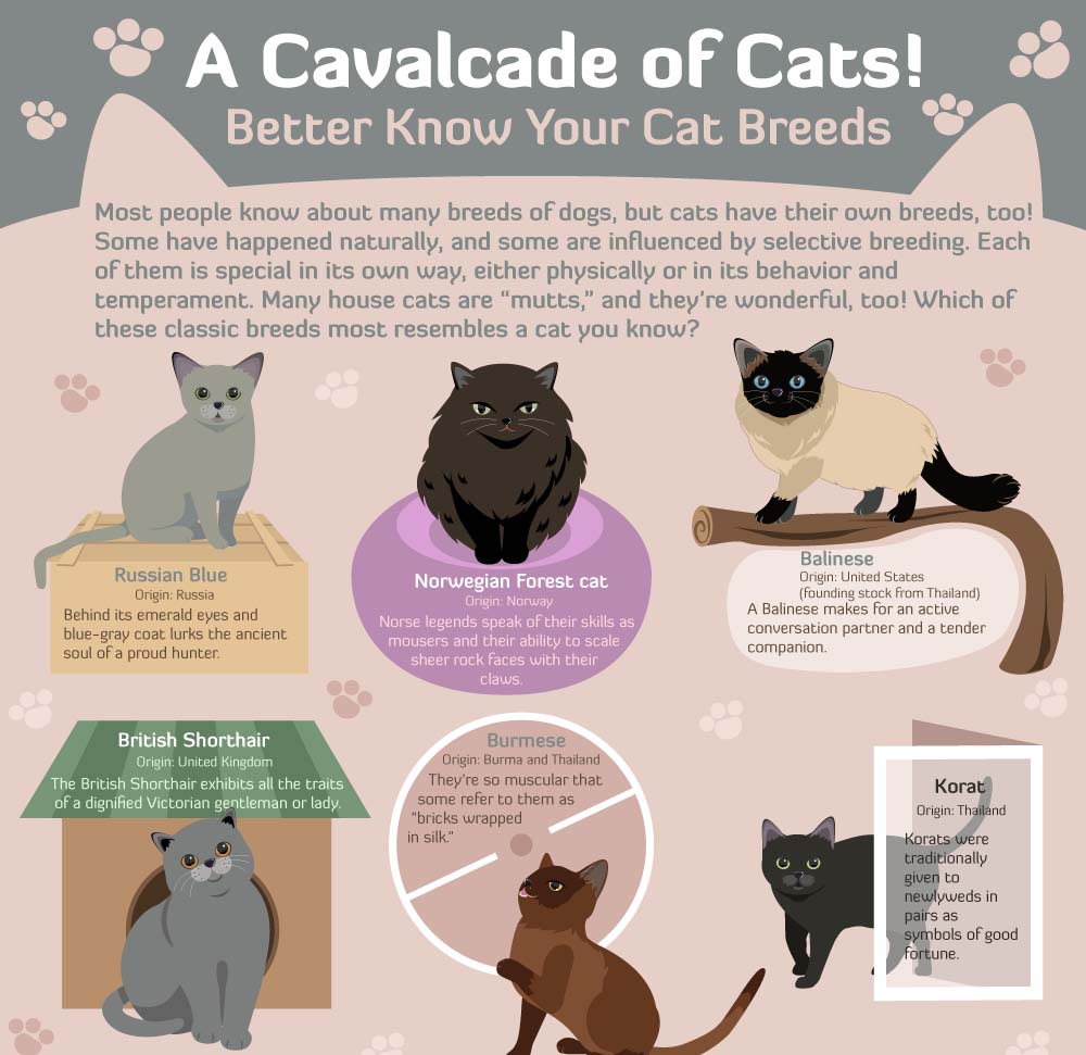 A Cavalcade of Cats! [Infographic]
