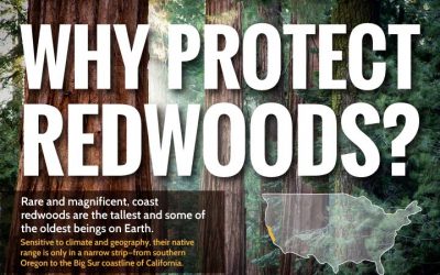 Why Protect Redwoods