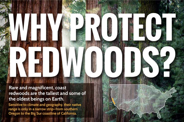 Why Protect Redwoods Infographic