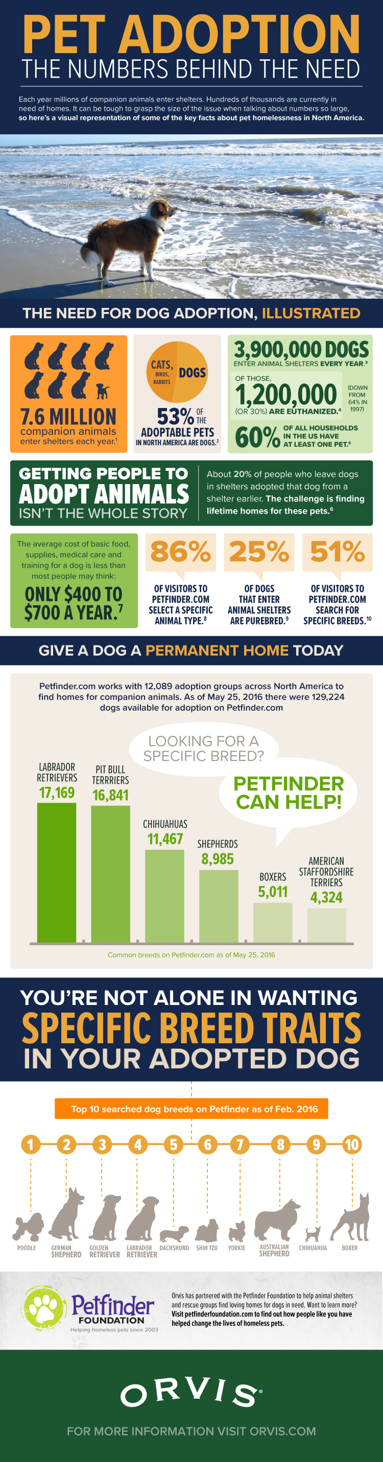 Pet Adoption: The Numbers Behind the Need