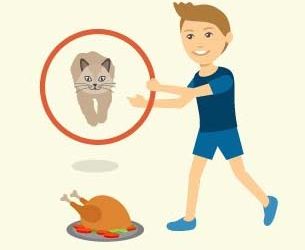 How to Teach Your Cat to Do Tricks