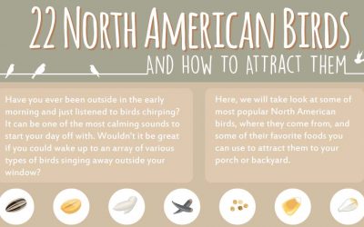 22 North American Birds and How to Attract Them