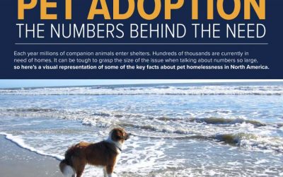 Pet Adoption: The Numbers Behind the Need