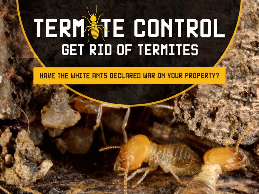 Termite Control: Get Rid of Termites [Infographic]