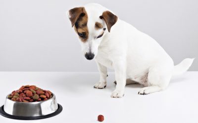 10 Reasons Why Your Dog Won’t Eat
