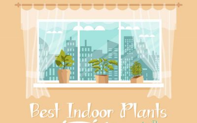 Best Indoor Plants to Buy