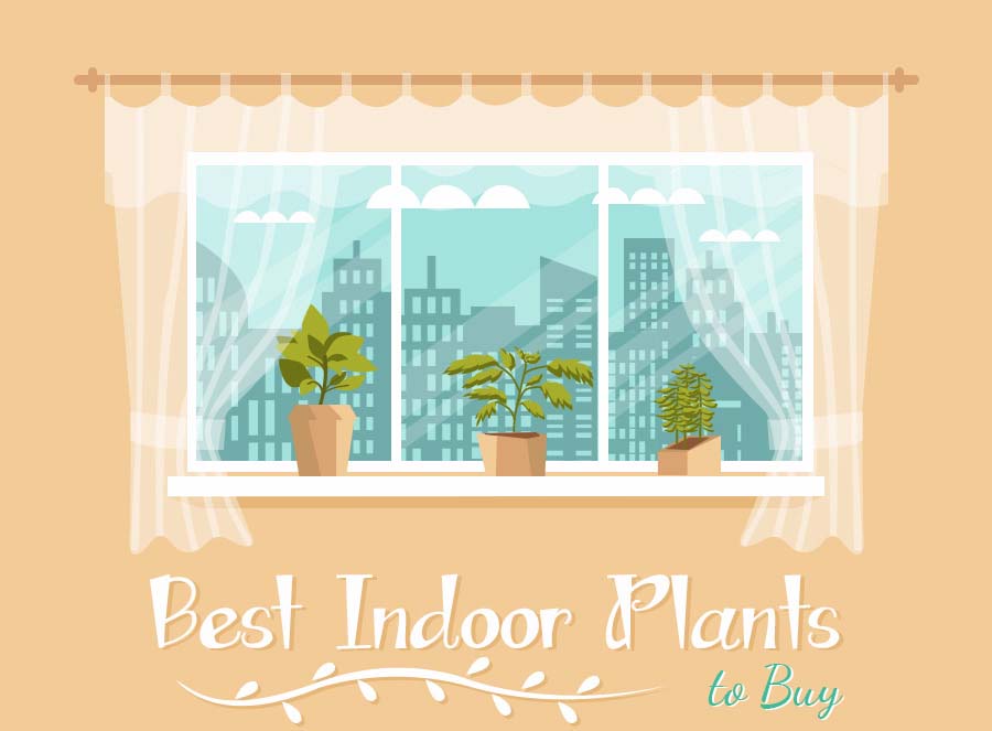 Best Indoor Plants to Buy [Infographic]