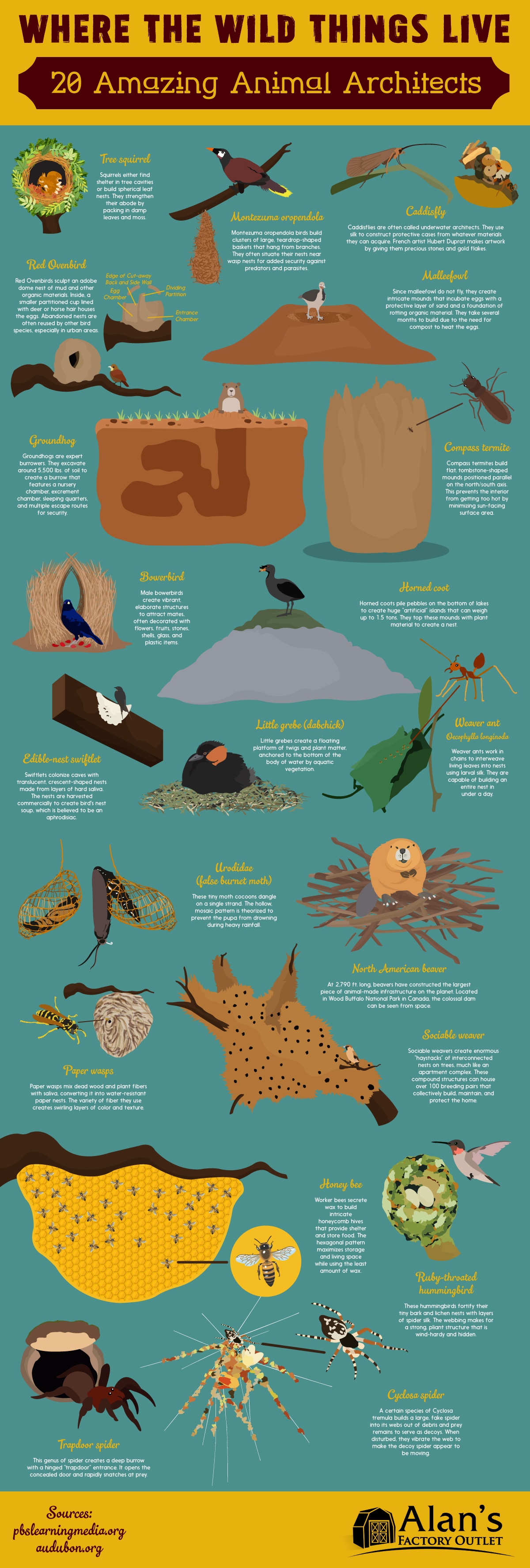 Where the Wild Things Live: 20 Amazing Animal Architects [Infographic]