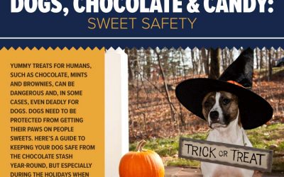 Dogs, Chocolate & Candy: Sweet Safety