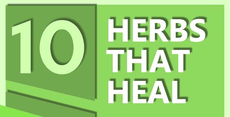 Top 10 Herbs That Heal Infographic