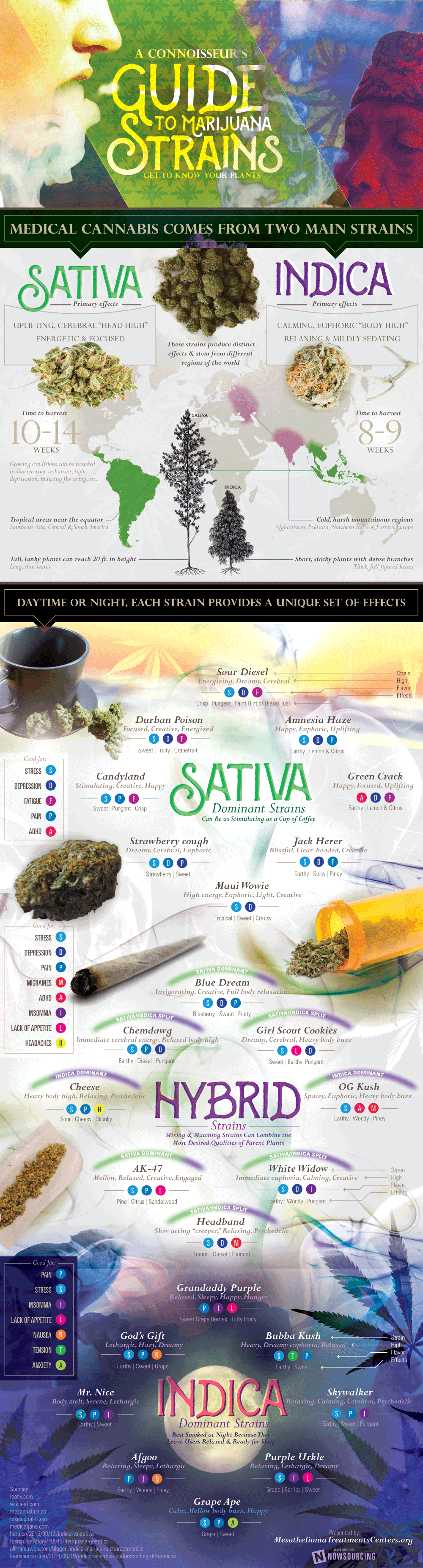 A Connoisseur's Guide To Marijuana Strains