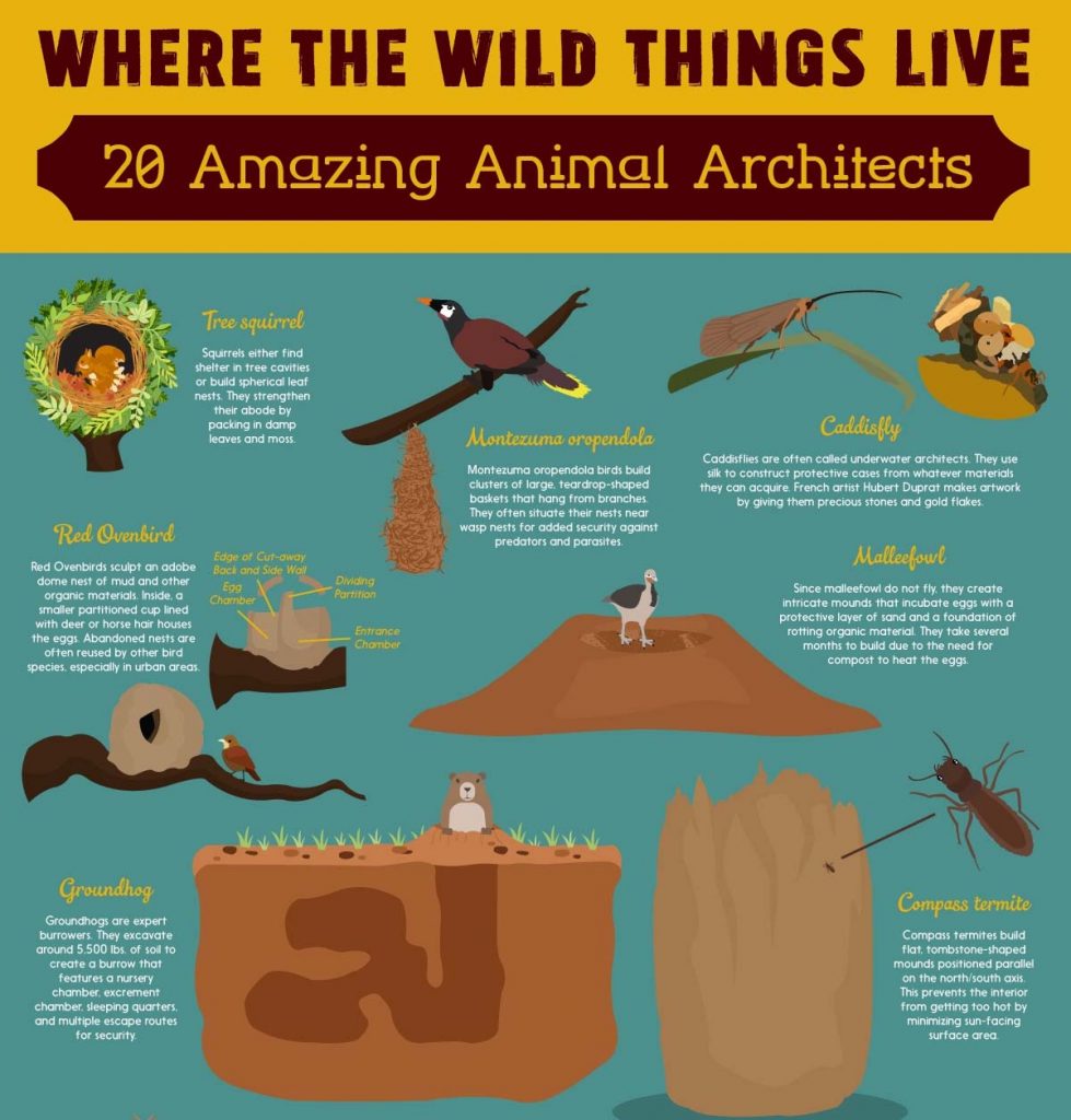 Where the Wild Things Live 20 Amazing Animal Architects [Infographic]