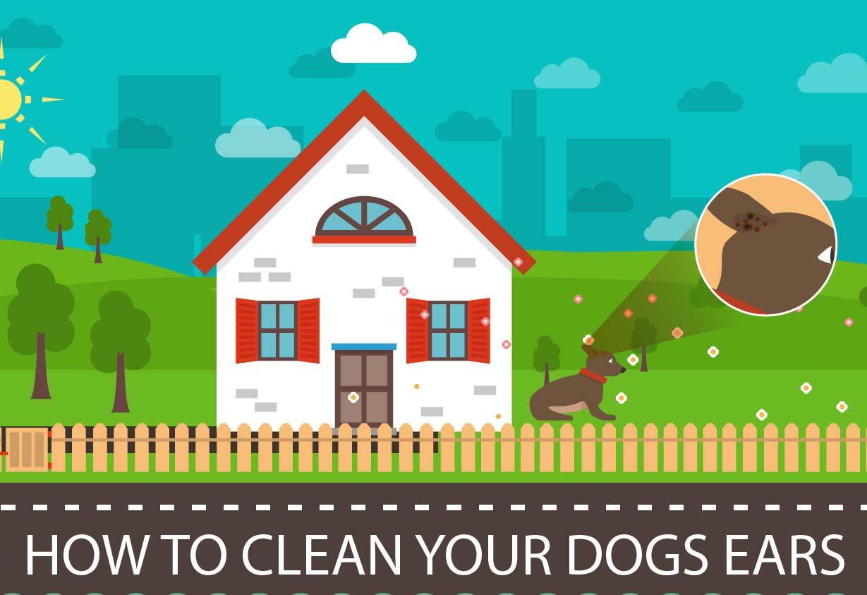 How To Look After Your Dogs Ears Properly [Infographic]