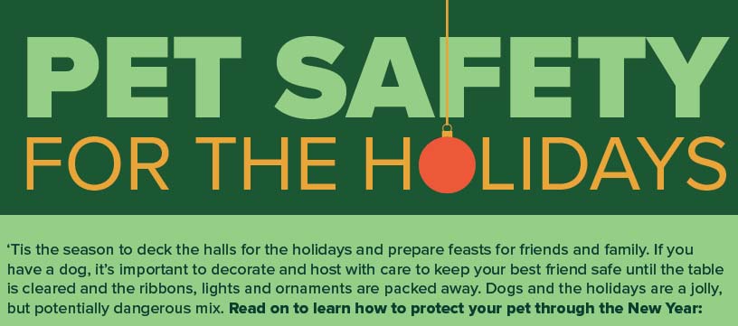 Pet Holiday Safety Tips [Infographic]