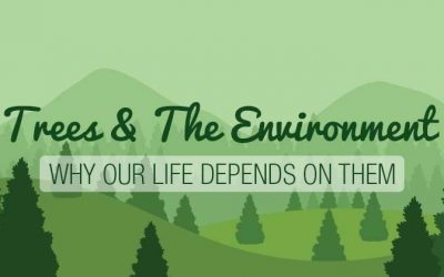 Trees & The Environment: Why Life Depends On Them