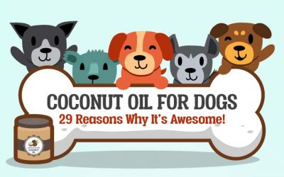 The 29 Benefits Of Coconut Oil For Dogs