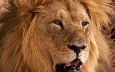 Rip Roaring Facts About The African Lion