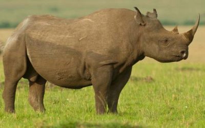 African Black Rhino: Some Eye-Opening Facts