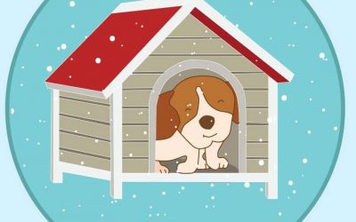 Ultimate Winter Dog Care