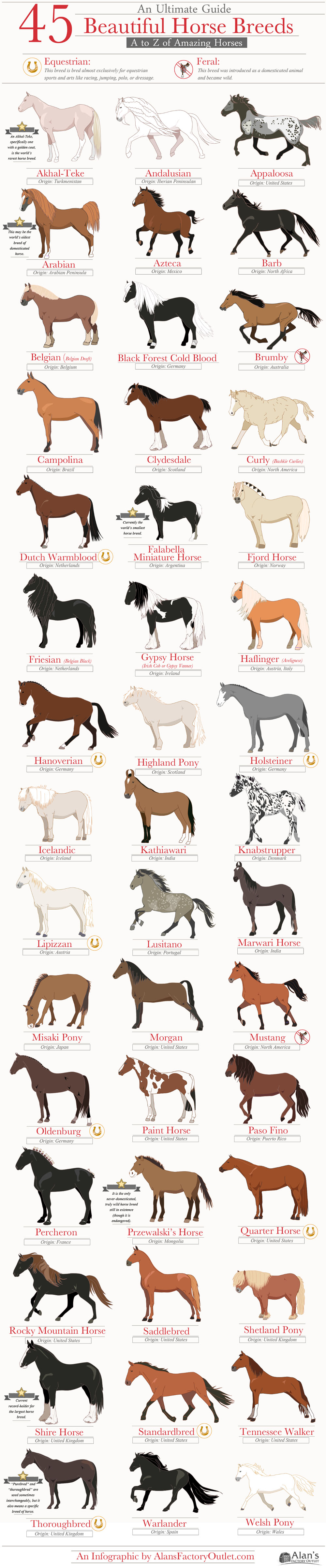 List Of All Horse Breeds Complete List Of Horse Breeds GINPX