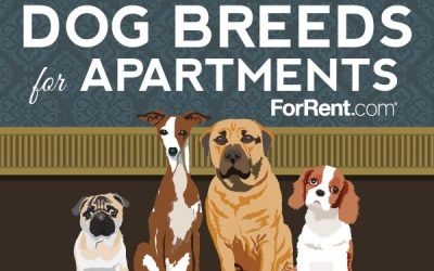 The Best Dog Breeds for Apartments
