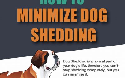 How to Stop and Minimize Dog Shedding