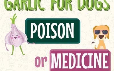 Garlic for Dogs: Poison or Medicine?