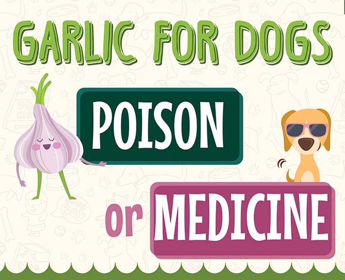 is garlic poisonous for dogs