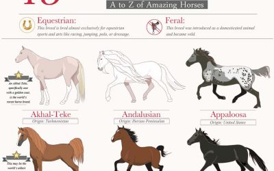 45 Beautiful Horse Breeds