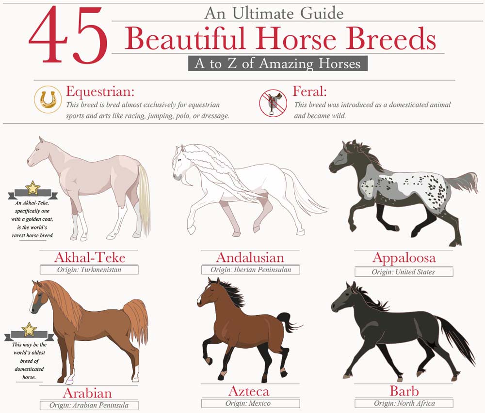 Alphabetical List Of Horse Breeds